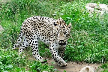 Image showing Snow leopard in zoo in summer