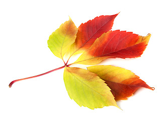 Image showing Autumn grapes leaf on white background.