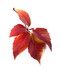 Image showing Red autum virginia creeper leaf 