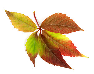 Image showing Autumnal multicolor grapes leaf (Parthenocissus quinquefolia fol