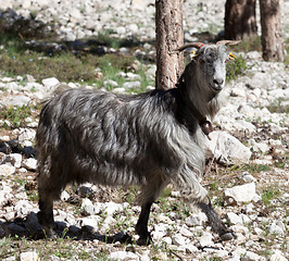 Image showing Goat at sun day