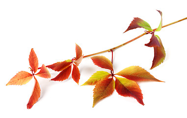 Image showing Multicolor autumnal grapes leaves 