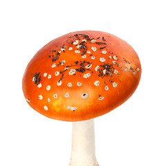 Image showing Red amanita muscaria mushroom with pieces of dirt