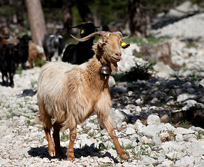 Image showing Goats in forest