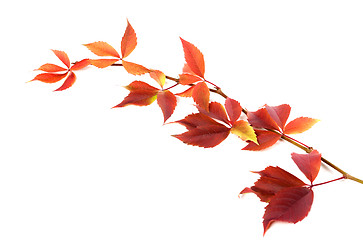 Image showing Autumnal twig of grapes leaves (Parthenocissus quinquefolia foli