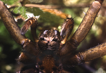 Image showing Raft spider close up. Dolomedes fimbriatus.