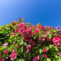 Image showing Beautiful Bush Pink Flowers with Blue Sky Background