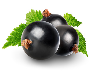 Image showing Black currant