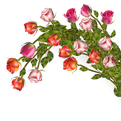 Image showing Isolated bouquet roses. EPS 10