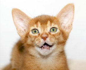 Image showing Abyssinian kitten  