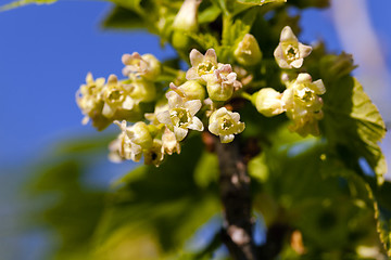 Image showing blossoming of blackcurrant  