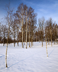 Image showing trees in the winter  