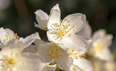 Image showing jasmine flower 