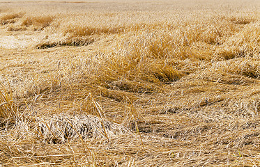 Image showing destroyed wheat  