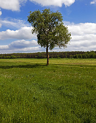 Image showing tree in the field  
