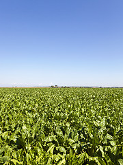 Image showing agriculture  