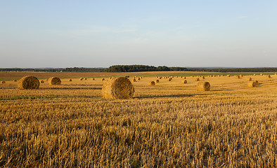 Image showing straw stack   