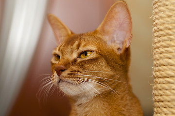 Image showing Abyssinian cat  