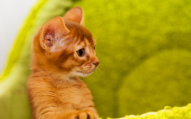 Image showing Abyssinian kitten 