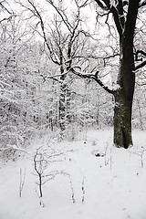 Image showing winter trees  