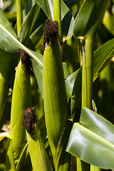 Image showing green corn  