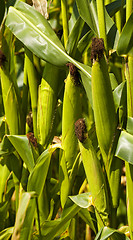 Image showing green corn 