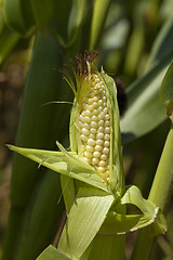 Image showing green corn  