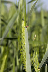 Image showing ears of wheat  