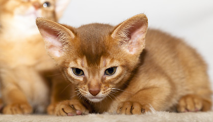 Image showing Abyssinian kitten  