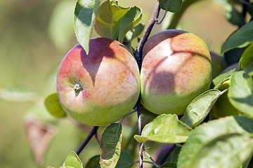 Image showing apple-tree garden  