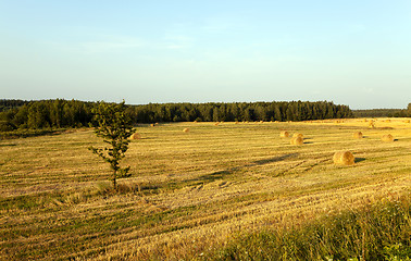 Image showing straw stack  