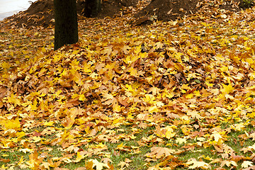 Image showing fallen leaves  