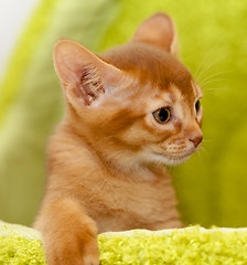 Image showing Abyssinian kitten  