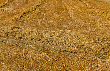 Image showing field with straw  