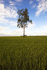 Image showing tree in the field  