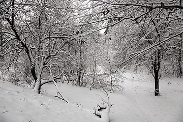 Image showing trees in the winter 