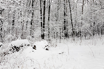 Image showing winter trees  