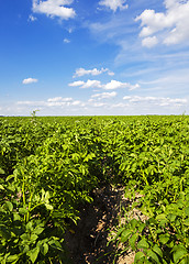 Image showing potato field  