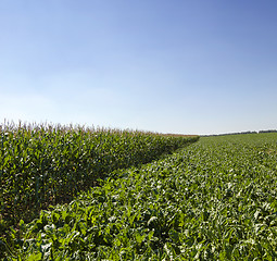 Image showing agriculture 