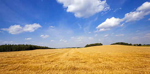 Image showing agricultural