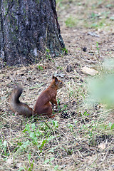 Image showing squirrel 