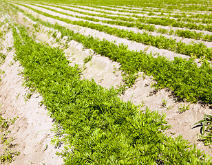 Image showing carrot field  