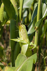 Image showing green corn 