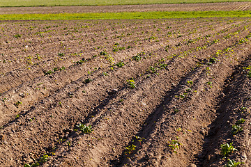 Image showing potato field 