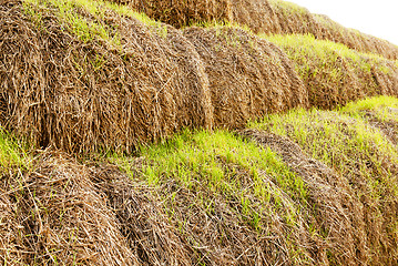 Image showing the sprouted wheat  