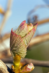 Image showing grapes sprout  