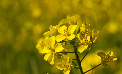 Image showing colza flower  