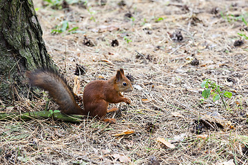 Image showing squirrel  