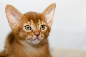 Image showing Abyssinian kitten  