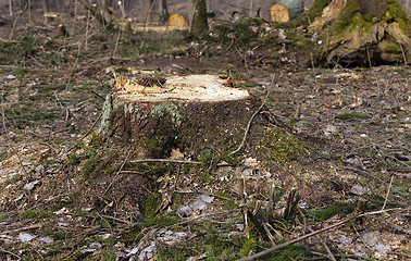 Image showing srubleenny trees  